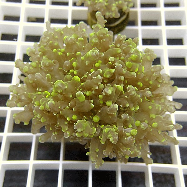 【サンゴ現物3】ハナブサツツマルサンゴ!15時までのご注文で当日発送 【サンゴ】(t138