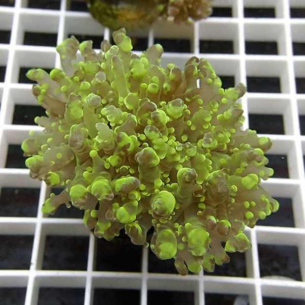 【サンゴ現物5】ハナブサツツマルサンゴ!15時までのご注文で当日発送 【サンゴ】(t138