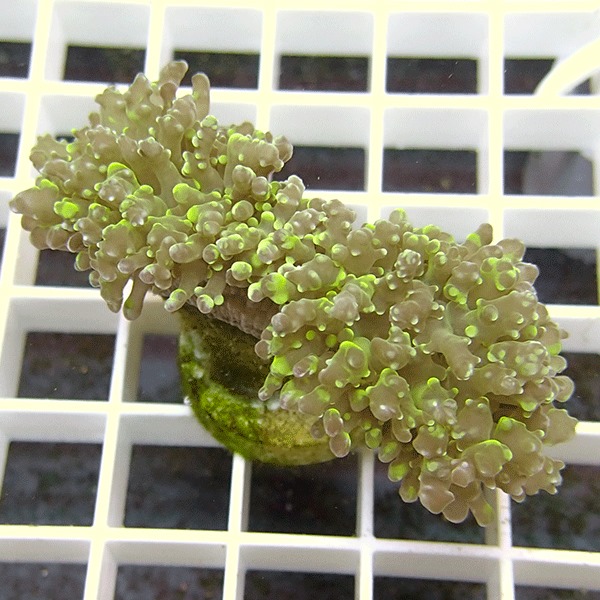 【サンゴ現物6】ハナブサツツマルサンゴ!15時までのご注文で当日発送 【サンゴ】(t138