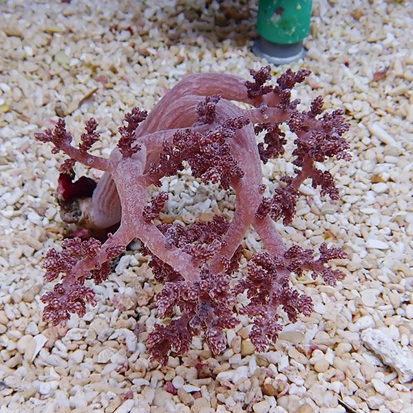 【サンゴ現物8】チヂミトサカ 10-11cm 沖縄産!15時までのご注文で当日発送 【サンゴ】(t145