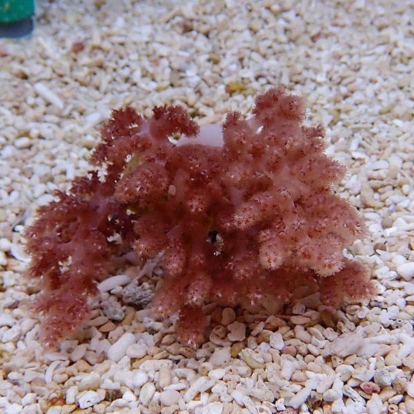 【サンゴ現物9】チヂミトサカ 8-6cm 沖縄産!15時までのご注文で当日発送 【サンゴ】(t145