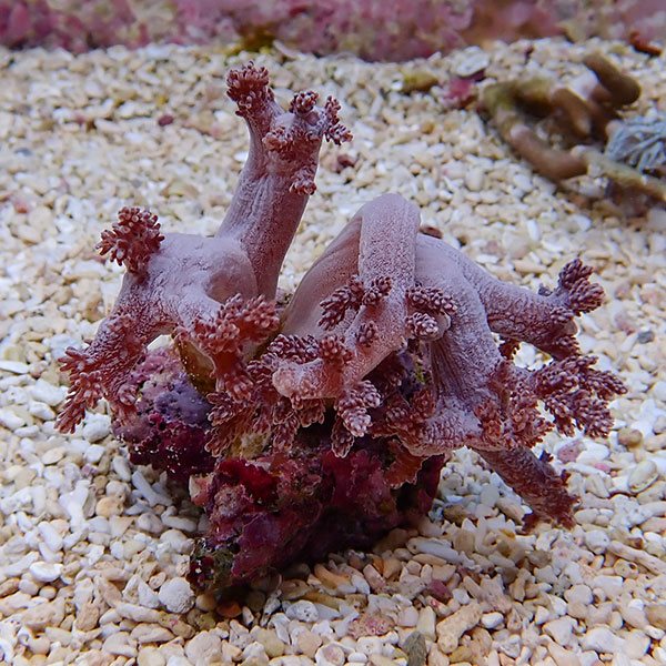 【サンゴ現物11】チヂミトサカ 9-9cm 沖縄産!15時までのご注文で当日発送 【サンゴ】(t145