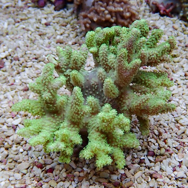 【サンゴ現物34】トサカ.sp 10-10ｃｍ沖縄産!15時までのご注文で当日発送 【サンゴ】(t145