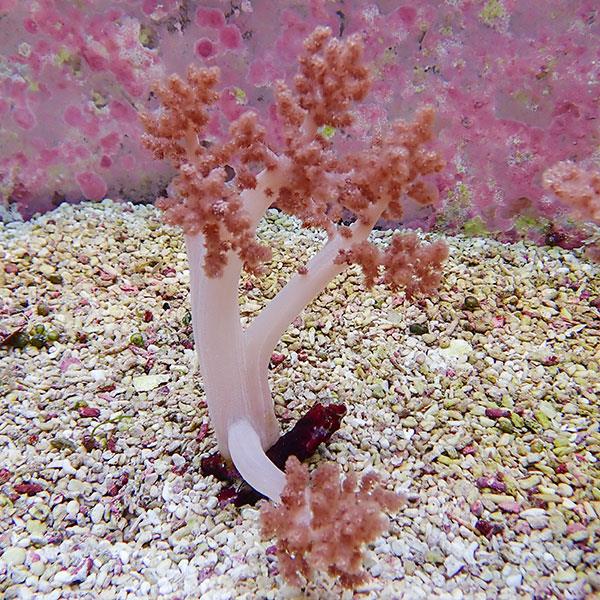 【サンゴ現物4】チヂミトサカ 10-16cm 沖縄産!15時までのご注文で当日発送 【サンゴ】(t145