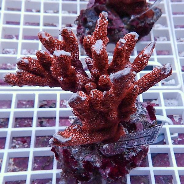 【サンゴ現物39】エダコモンサンゴブリード ! 15時までのご注文で当日発送【ミドリイシ】(t214