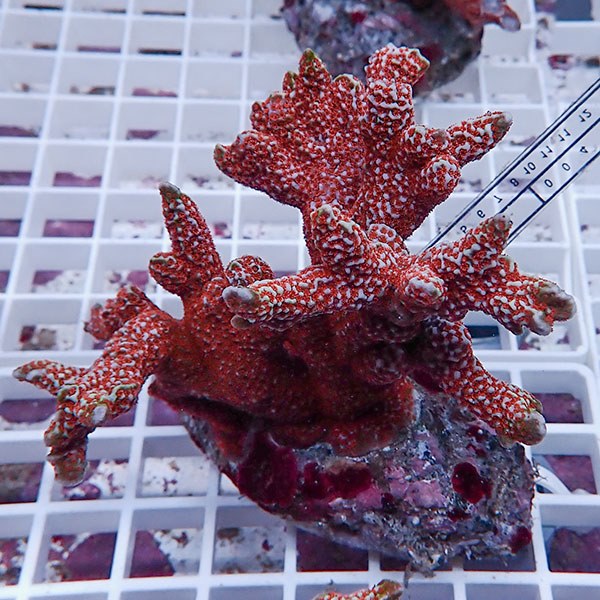 【サンゴ現物41】エダコモンサンゴブリード ! 15時までのご注文で当日発送【ミドリイシ】(t214