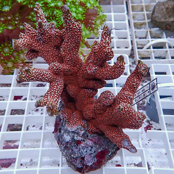 【サンゴ現物42】エダコモンサンゴブリード ! 15時までのご注文で当日発送【ミドリイシ】(t214