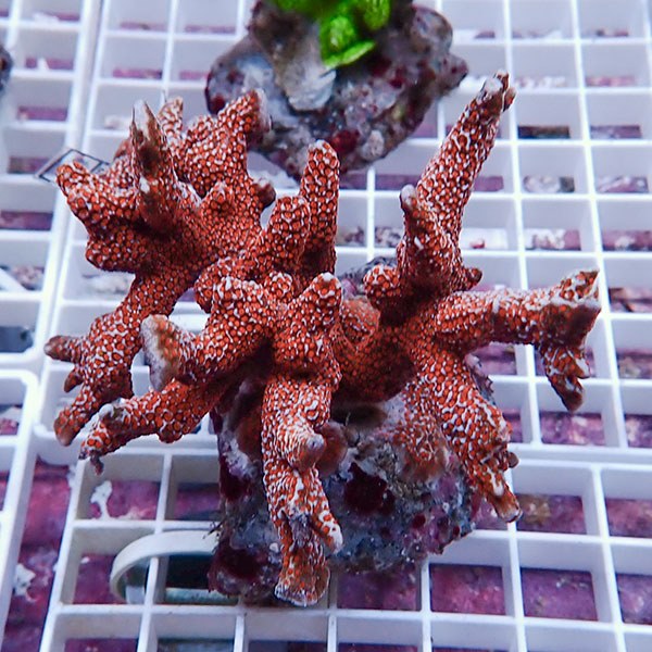 【サンゴ現物43】エダコモンサンゴブリード ! 15時までのご注文で当日発送【ミドリイシ】(t214