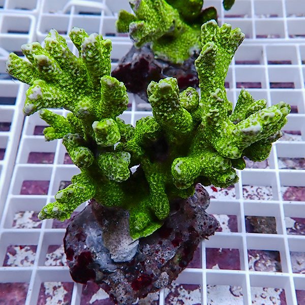 【サンゴ現物44】エダコモンサンゴブリード ! 15時までのご注文で当日発送【ミドリイシ】(t214