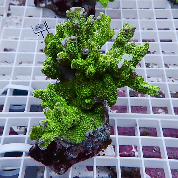 【サンゴ現物45】エダコモンサンゴブリード ! 15時までのご注文で当日発送【ミドリイシ】(t214