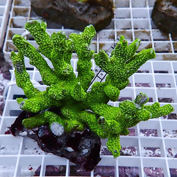 【サンゴ現物46】エダコモンサンゴブリード ! 15時までのご注文で当日発送【ミドリイシ】(t214