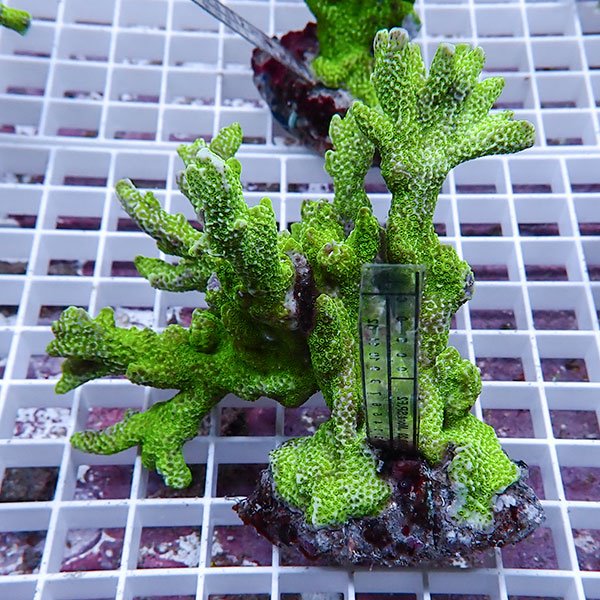 【サンゴ現物48】エダコモンサンゴブリード ! 15時までのご注文で当日発送【ミドリイシ】(t214