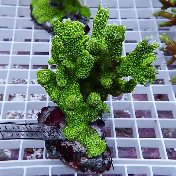 【サンゴ現物49】エダコモンサンゴブリード ! 15時までのご注文で当日発送【ミドリイシ】(t214