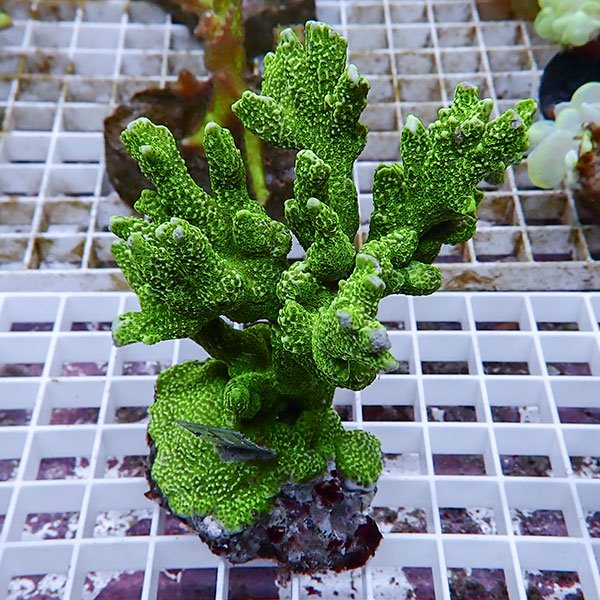 【サンゴ現物50】エダコモンサンゴブリード ! 15時までのご注文で当日発送【ミドリイシ】(t214