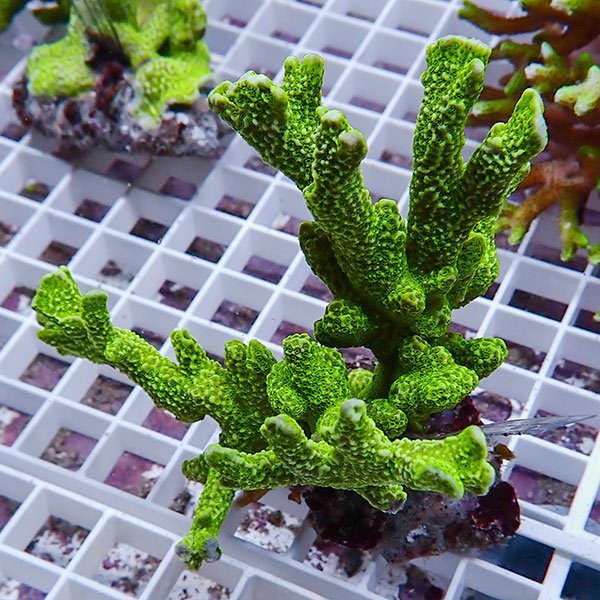 【サンゴ現物51】エダコモンサンゴブリード ! 15時までのご注文で当日発送【ミドリイシ】(t214