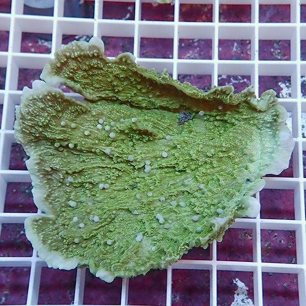 【サンゴ現物5】コモンサンゴ ! 15時までのご注文で当日発送【ミドリイシ】(t214