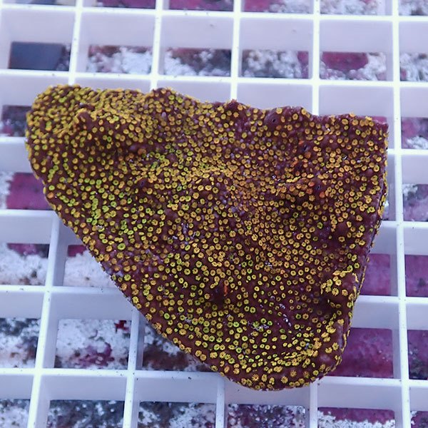 【サンゴ現物7】コモンサンゴ ! 15時までのご注文で当日発送【ミドリイシ】(t214