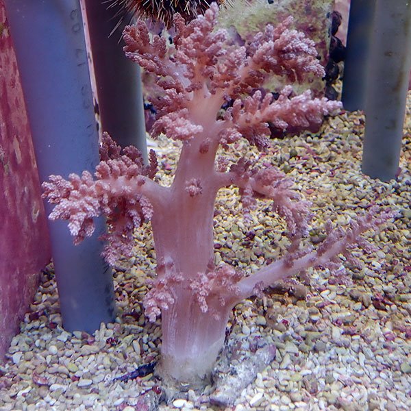 【サンゴ現物16】チヂミトサカ 10-12cm 沖縄産!15時までのご注文で当日発送 【サンゴ】(t145