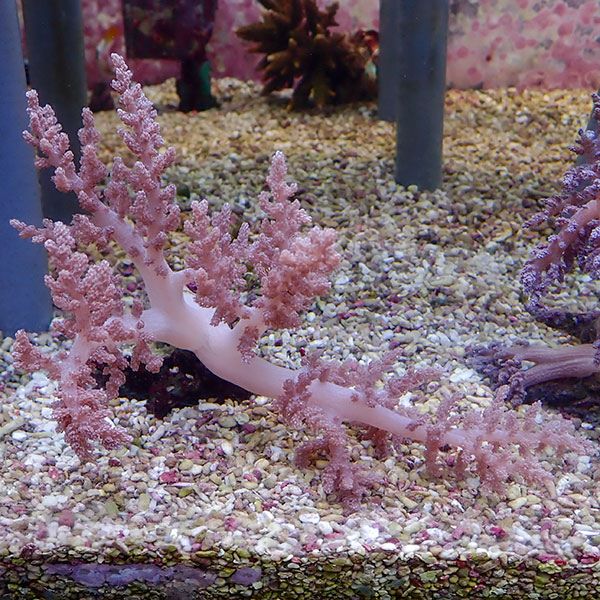 【サンゴ現物18】チヂミトサカ 13-10cm 沖縄産!15時までのご注文で当日発送 【サンゴ】(t145