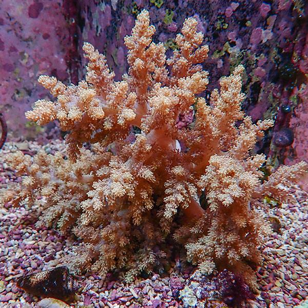 【サンゴ現物5】キバナトサカ 18-19cm 沖縄産!15時までのご注文で当日発送 【サンゴ】(t145