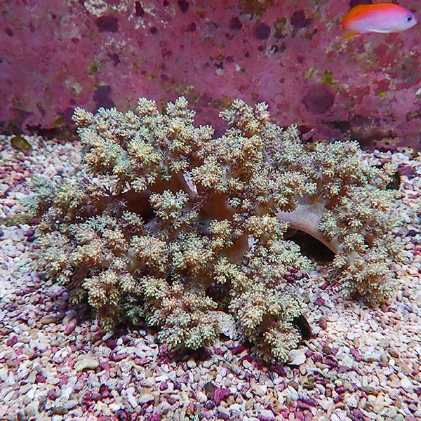 【サンゴ現物2】キバナトサカ 18-13cm 沖縄産!15時までのご注文で当日発送 【サンゴ】(t145