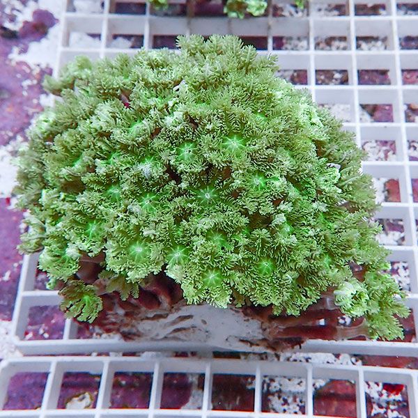 【サンゴ現物13】ツツウミヅタサンゴ!15時までのご注文で当日発送 【サンゴ】(t226