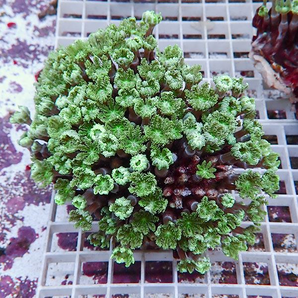 【サンゴ現物14】ツツウミヅタサンゴ!15時までのご注文で当日発送 【サンゴ】(t226