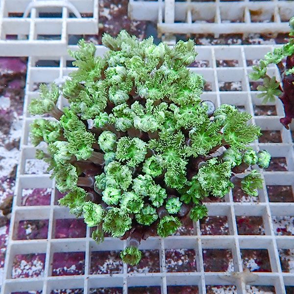 【サンゴ現物15】ツツウミヅタサンゴ!15時までのご注文で当日発送 【サンゴ】(t226