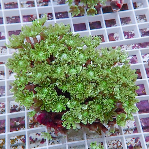 【サンゴ現物16】ツツウミヅタサンゴ!15時までのご注文で当日発送 【サンゴ】(t226