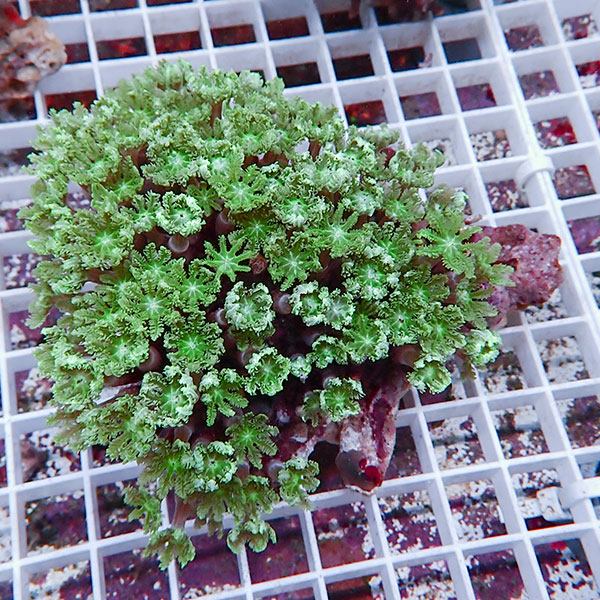 【サンゴ現物17】ツツウミヅタサンゴ!15時までのご注文で当日発送 【サンゴ】(t226