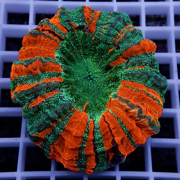 【サンゴ現物5】アザミハナガタサンゴ !15時までのご注文で当日発送 【サンゴ】(t135