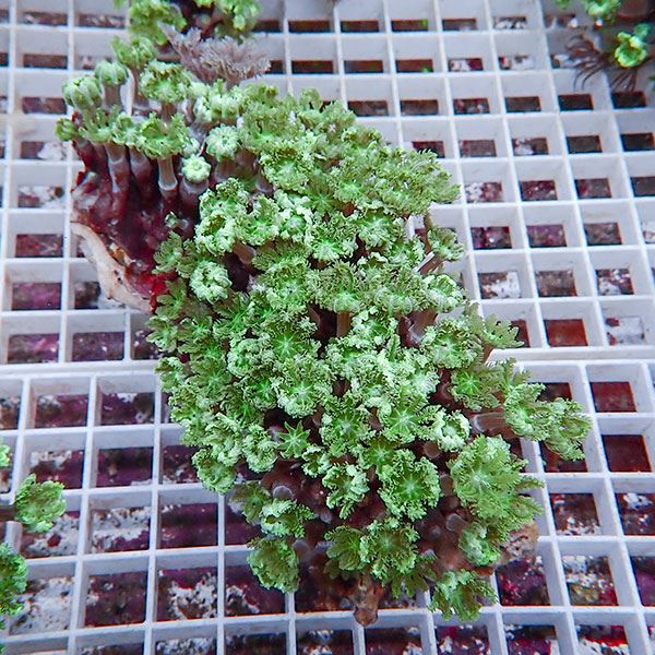 【サンゴ現物18】ツツウミヅタサンゴ!15時までのご注文で当日発送 【サンゴ】(t226