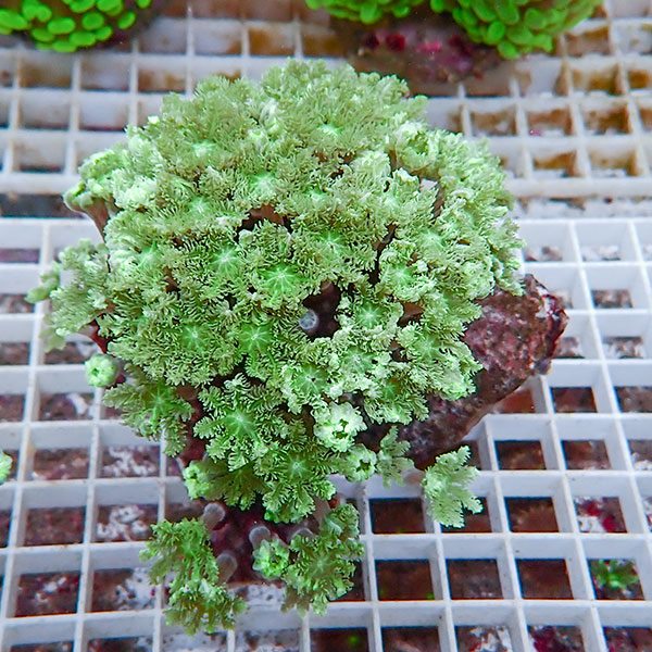 【サンゴ現物19】ツツウミヅタサンゴ!15時までのご注文で当日発送 【サンゴ】(t226