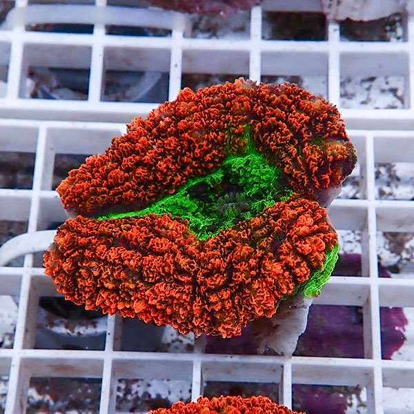 【サンゴ現物26】ハナガタサンゴ !15時までのご注文で当日発送(t134 (t253