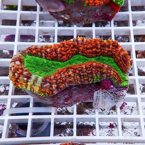 【サンゴ現物27】ハナガタサンゴ !15時までのご注文で当日発送(t134 (t253