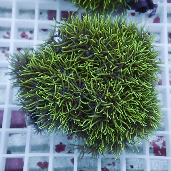 【サンゴ現物37】スターポリプ!15時までのご注文で当日発送 【サンゴ】(t221