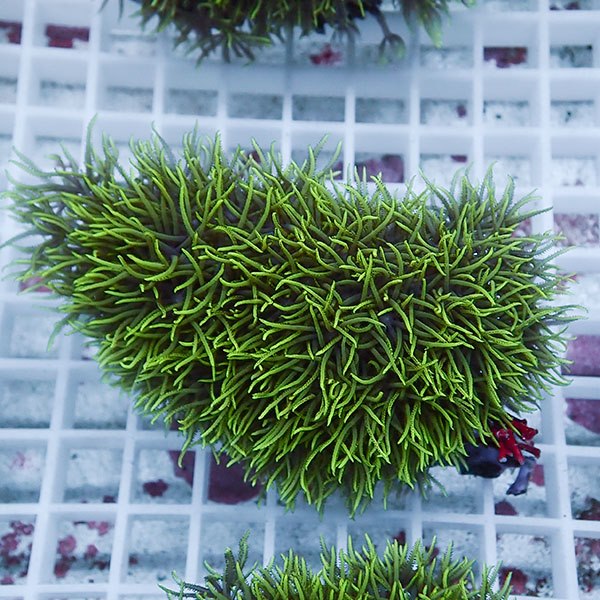 【サンゴ現物38】スターポリプ!15時までのご注文で当日発送 【サンゴ】(t221