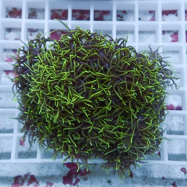 【サンゴ現物40】スターポリプ!15時までのご注文で当日発送 【サンゴ】(t221