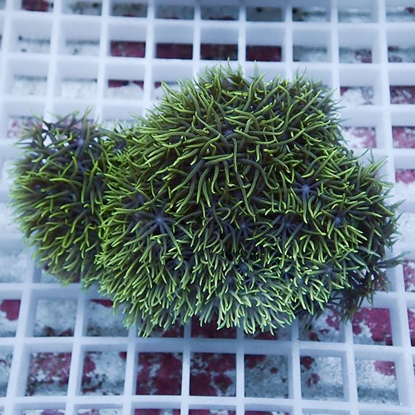 【サンゴ現物41】スターポリプ!15時までのご注文で当日発送 【サンゴ】(t221