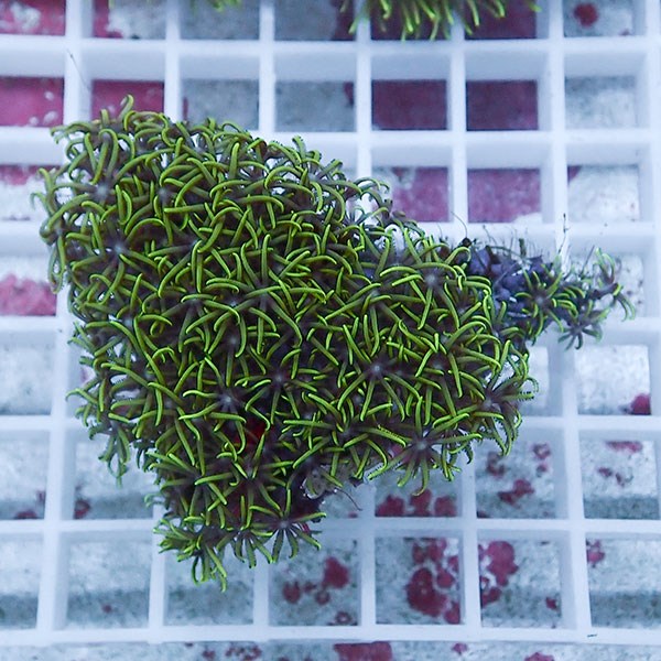 【サンゴ現物43】スターポリプ!15時までのご注文で当日発送 【サンゴ】(t221