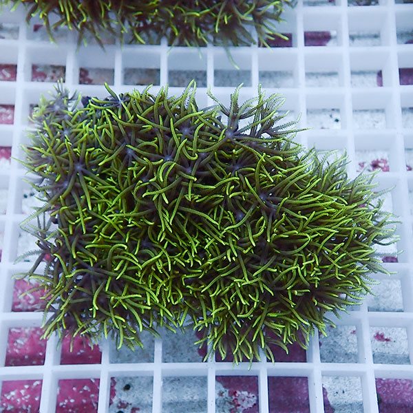 【サンゴ現物44】スターポリプ!15時までのご注文で当日発送 【サンゴ】(t221