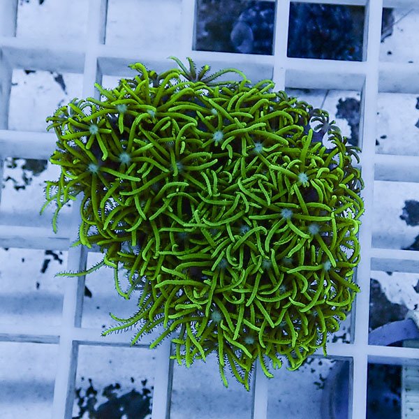 【サンゴ現物100】スターポリプ フラグ!15時までのご注文で当日発送 【サンゴ】(t221