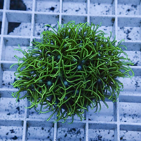 【サンゴ現物107】スターポリプ フラグ!15時までのご注文で当日発送 【サンゴ】(t221