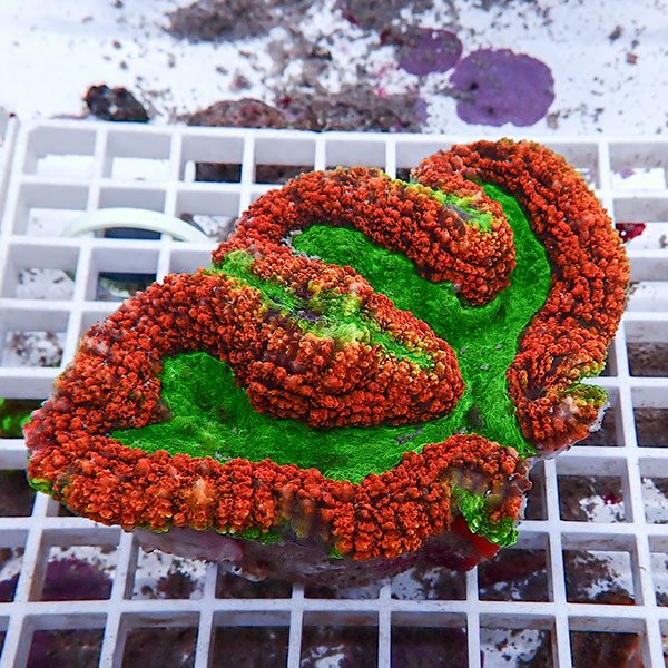 【サンゴ現物28】ハナガタサンゴ !15時までのご注文で当日発送 【サンゴ】(t134