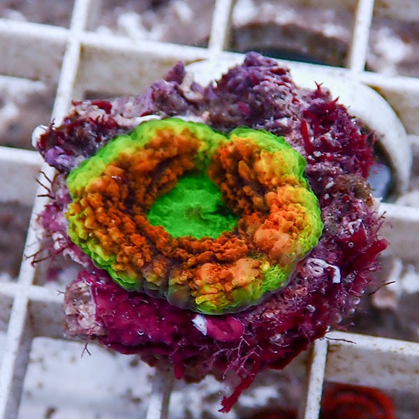 【サンゴ現物29】ハナガタサンゴ !15時までのご注文で当日発送 【サンゴ】(t134