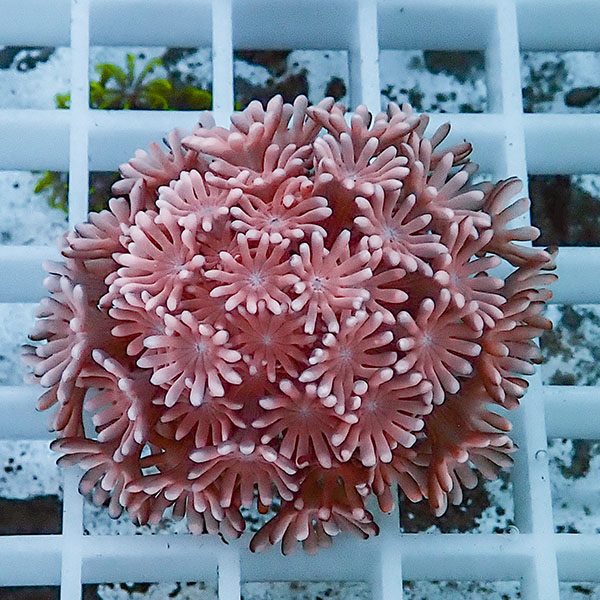 【サンゴ現物34】アワサンゴ! 15時までのご注文で当日発送 【サンゴ】(t221