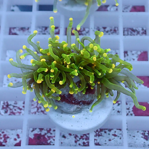 【サンゴ現物80】フラワーコーラルフラグ イエローチップ ! 15時までのご注文で当日発送【サンゴ】(t142