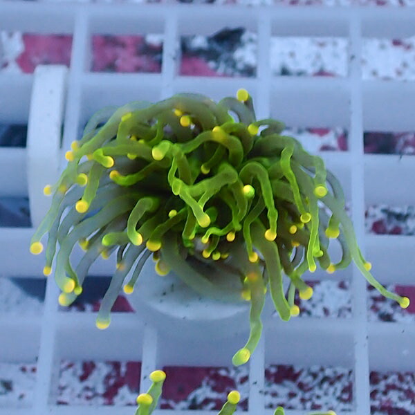 【サンゴ現物81】フラワーコーラルフラグ イエローチップ ! 15時までのご注文で当日発送【サンゴ】(t142