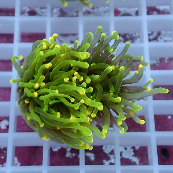 【サンゴ現物82】フラワーコーラルフラグ イエローチップ ! 15時までのご注文で当日発送【サンゴ】(t142