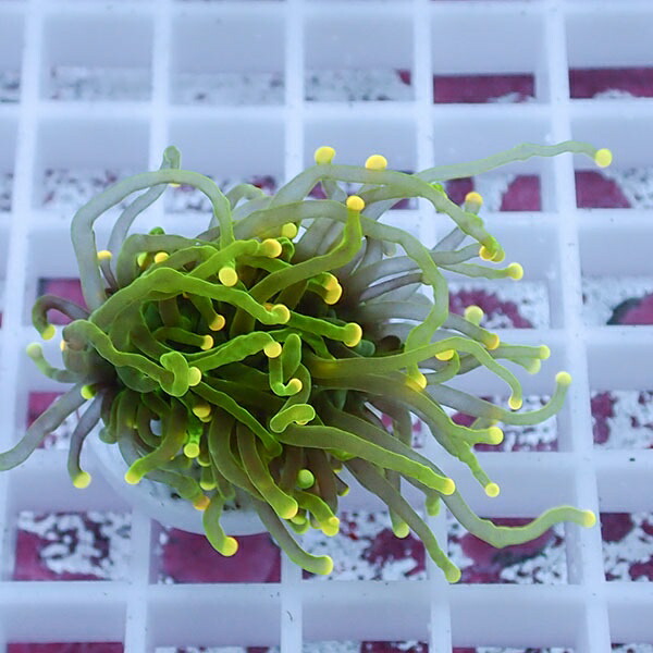 【サンゴ現物83】フラワーコーラルフラグ イエローチップ ! 15時までのご注文で当日発送【サンゴ】(t142